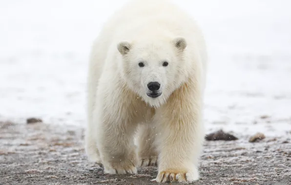 Winter, animals, white, the sky, look, face, snow, nature