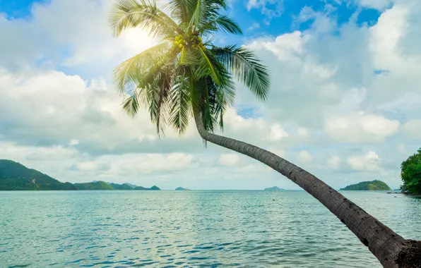 Sea, beach, summer, the sky, the sun, palm trees, shore, summer