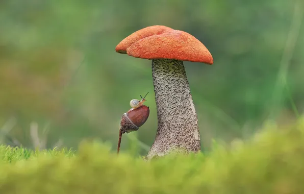 Grass, nature, background, glade, mushroom, snail, boletus, acorn