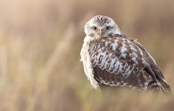 Background, bird, hawk