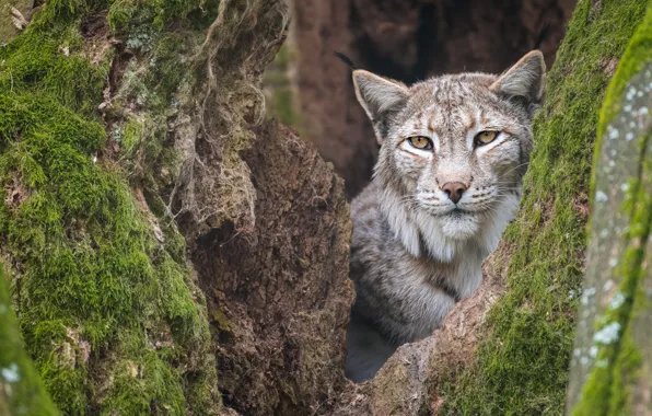Face, tree, lynx, the hollow
