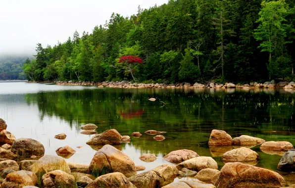 Picture forest, trees, fog, river, stones, USA, Maine, Acadia National Park