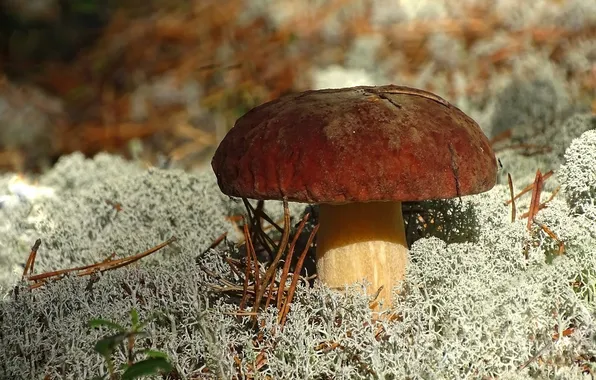 Nature, mushrooms, Borovik