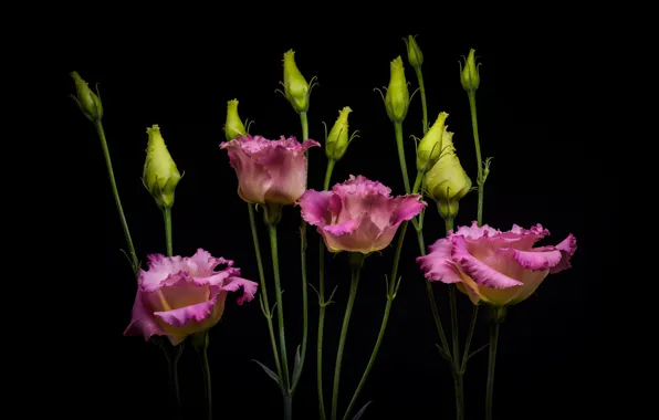 Flowers, bouquet, Eustoma, Eustoma