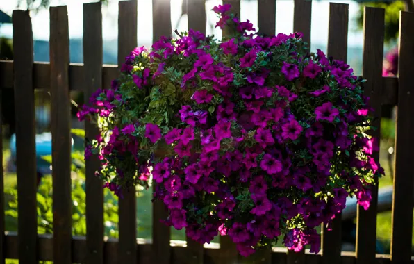 Picture summer, light, flowers, bright, the fence, Bush, garden, purple