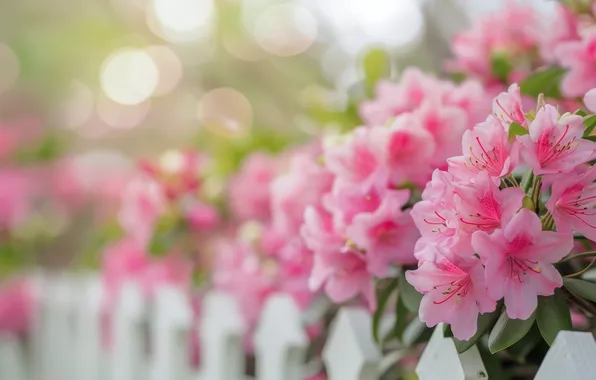 Flowers, the fence, blur, spring, garden, pink, flowering, the bushes