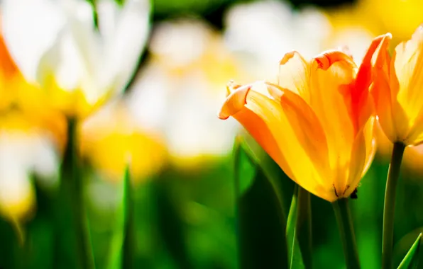 Picture nature, petals, meadow, tulips, flowerbed