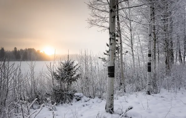 Winter, morning, birch