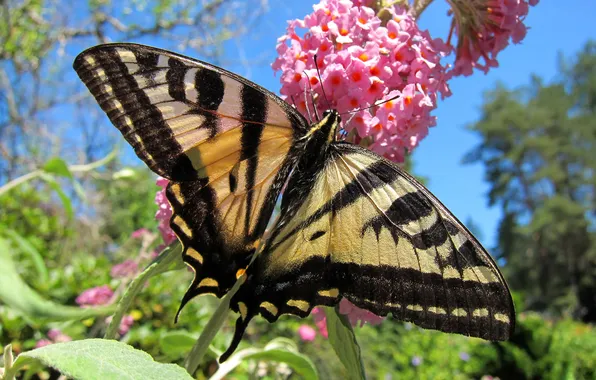 Picture flower, nature, butterfly, wings, moth