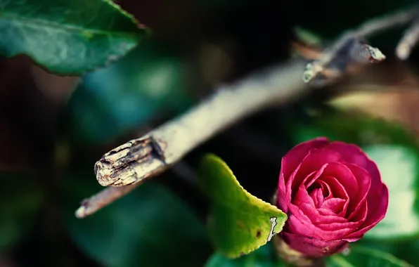 Picture flower, macro, nature, Camellia japonica