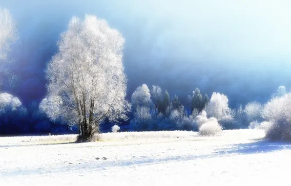 Winter, snow, fog