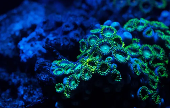 Underwater world, zoa coral, zoanthid