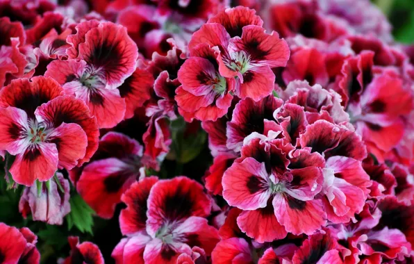 Picture nature, bouquet, petals, flowerbed