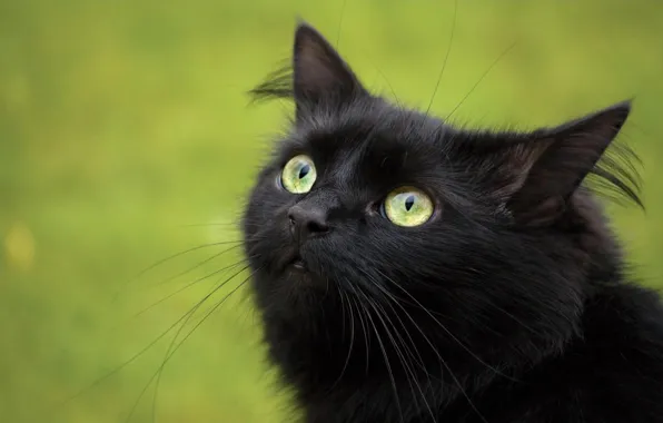 Picture cat, look, Black