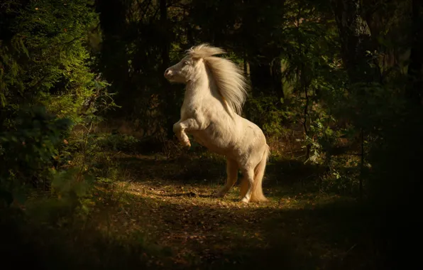 Forest, white, light, nature, pose, horse, glade, horse