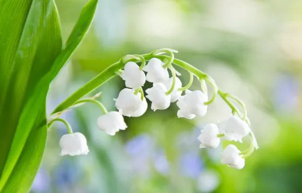 Picture greens, macro, light, flowers, sheet, tenderness, spring, white