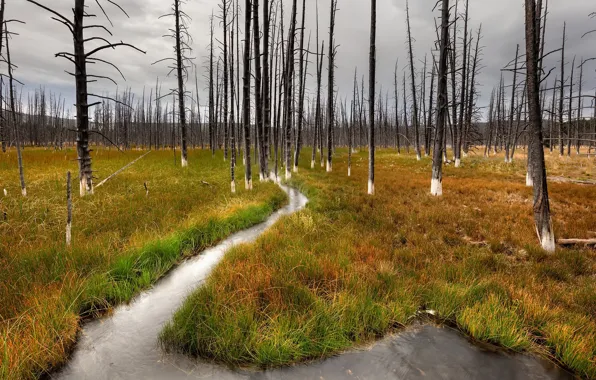 Picture autumn, forest, swamp