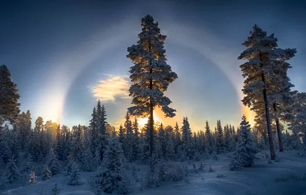 Winter, forest, snow, nature, pine, halo