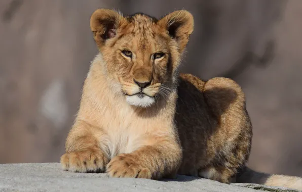 Lion, Baby, Stay