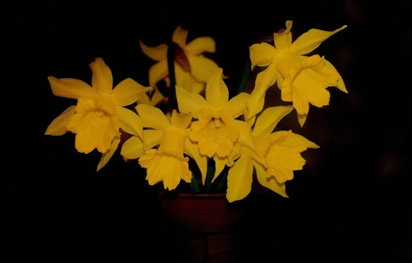 Macro, background, petals, daffodil