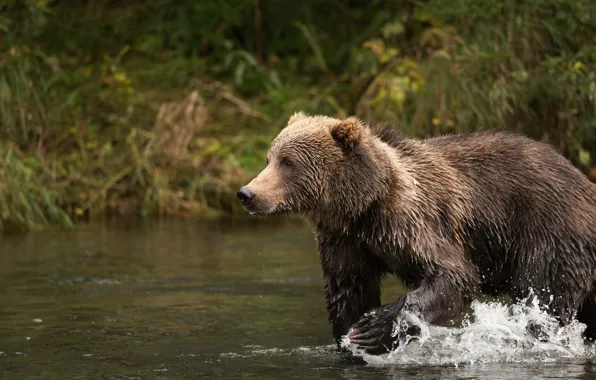 Picture nature, bear, bathing, brown