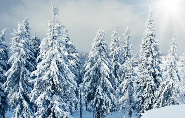 Picture winter, forest, the sun, rays, snow, landscape, nature, tree