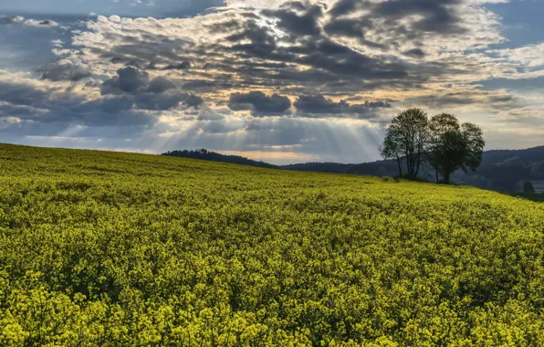 Picture field, summer, rape