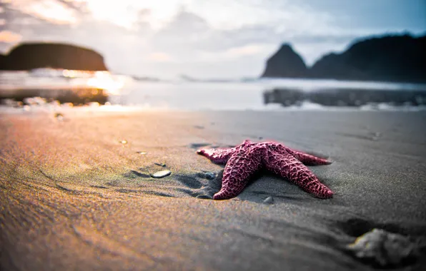 Picture sand, beach, nature, star