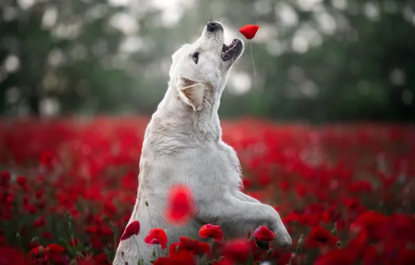 Flower, summer, flowers, pose, the game, Mac, Maki, dog