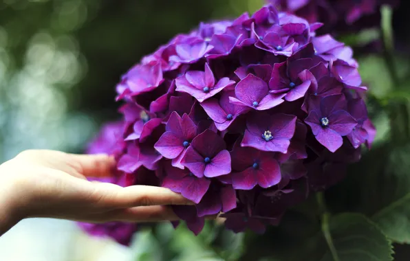 Picture purple, summer, flowers, spring, hands, touch, fingers, flowering
