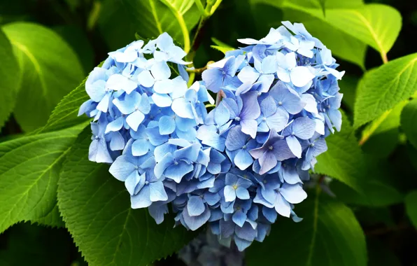 Flowers, Bush, Flowering, Hydrangea