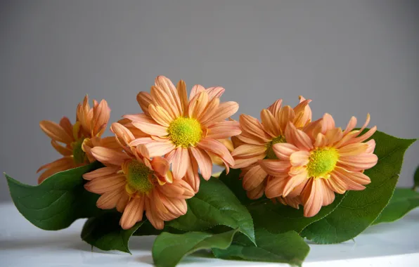 Leaves, flowers, flowers