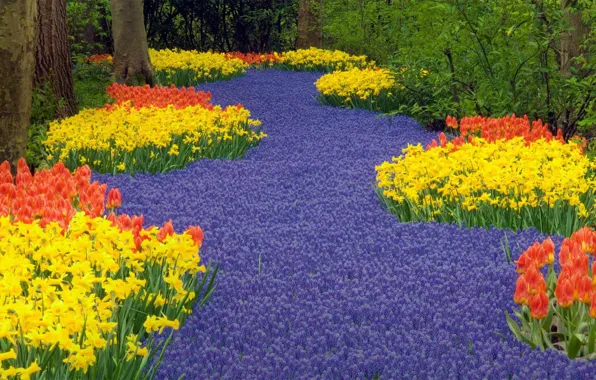 Flowers, spring, Netherlands, Botanical garden, Keukenhof, Lisse