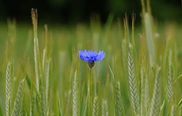 Field, flower, blue, ears, voloshka, Cornflower