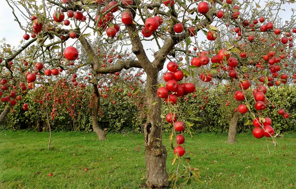 Picture autumn, apples, Apple