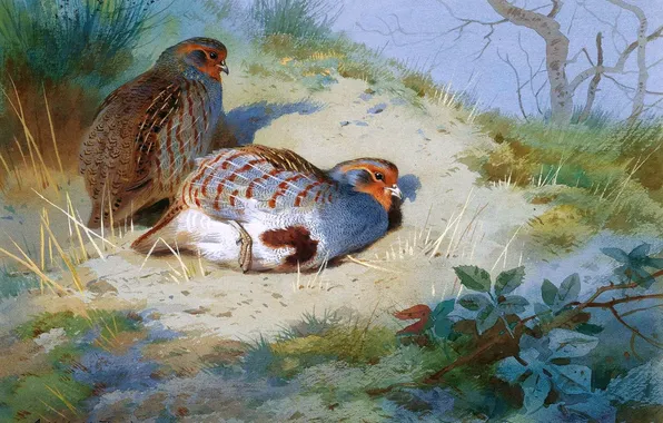 Grass, Birds, Picture, Two, Archibald Thorburn, Archibald Thorburn,, Scottish painter, Partridges