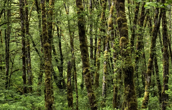 Picture forest, grass, trees, moss