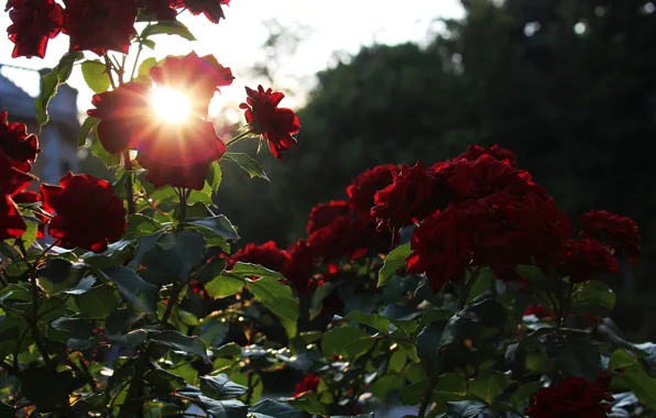 Picture sunset, flowers, red, glare, roses