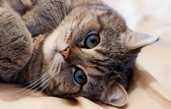 Cat, cat, look, face, pose, grey, background, portrait