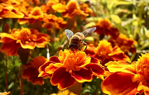 Picture flower, summer, flowers, nectar, bee, bokeh, bee, wallpaper.