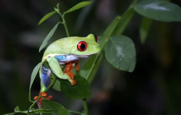 Look, leaves, pose, plant, frog, green, wood, red-eyed tree frog