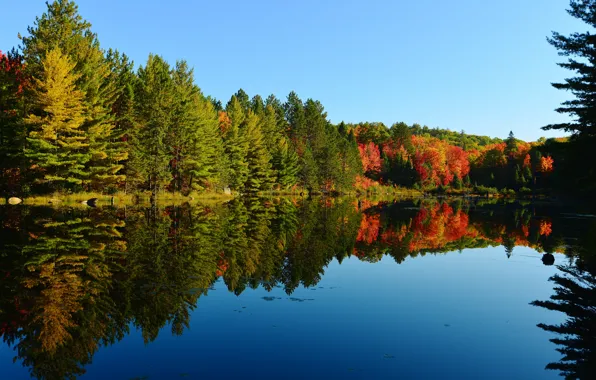 Picture autumn, forest, the sky, trees, lake