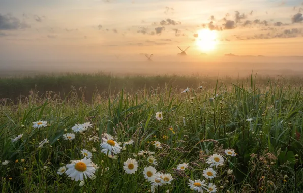Grass, flowers, fog, sunrise, dawn, chamomile, morning, meadow