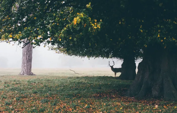 Field, autumn, leaves, trees, fog, deer, horns