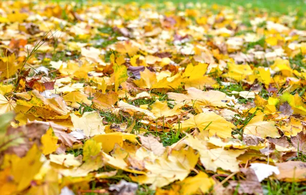 Autumn, grass, leaves, colorful, maple, yellow, autumn, leaves