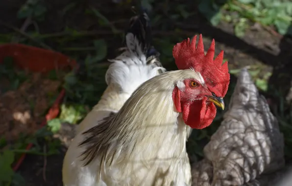 Picture white, look, light, the dark background, bird, bokeh, cock, Peter