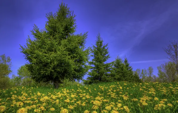 Picture the sky, grass, trees, flowers, blue, glade, yellow, dandelions