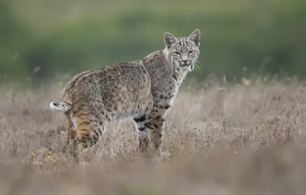 Picture field, grass, look, lynx