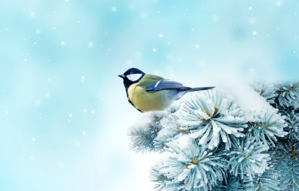 Winter, snow, trees, bird