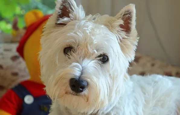 Picture Dog, Dog, The West highland white Terrier